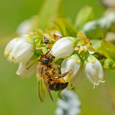 bee pollinated blueberry bush flower