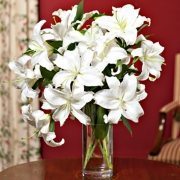 casablanca white flowers