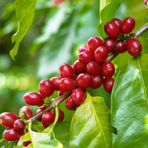 Arabica Coffee Plant cherries blooming