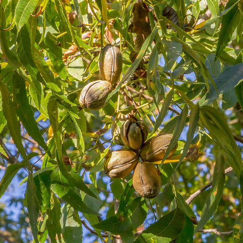 Sumner pecan brown pecans growing on green tree branch