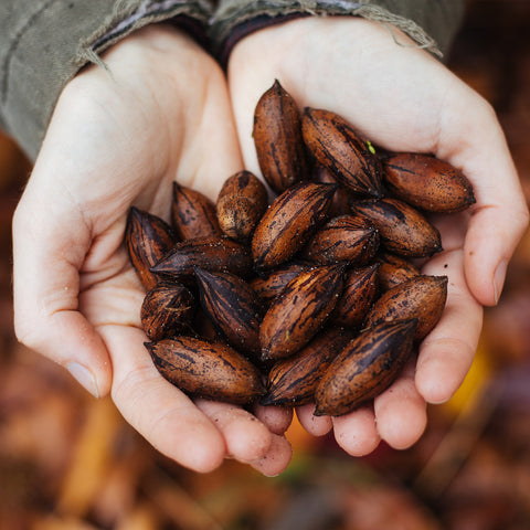 Creek Pecan brown pecans in hand with shells on