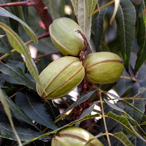 Desirable Pecan green pecans growing on tree branch