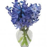 hyacinth wedding flowers