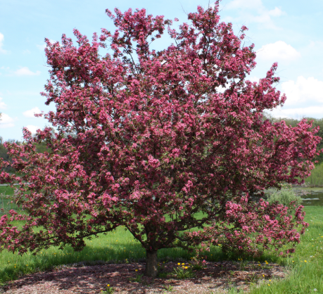 when to prune crabapple trees nz