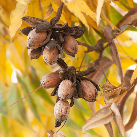 Kiowa Pecan brown pecans growing on tree with yellow orange leaves