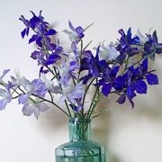 larkspur flowers blue