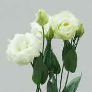 lisianthus white flowers
