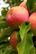 Red Yellow Red Fuji Apple growing on tree