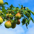 Moonglow Pear growing and hanging on tree against the sky