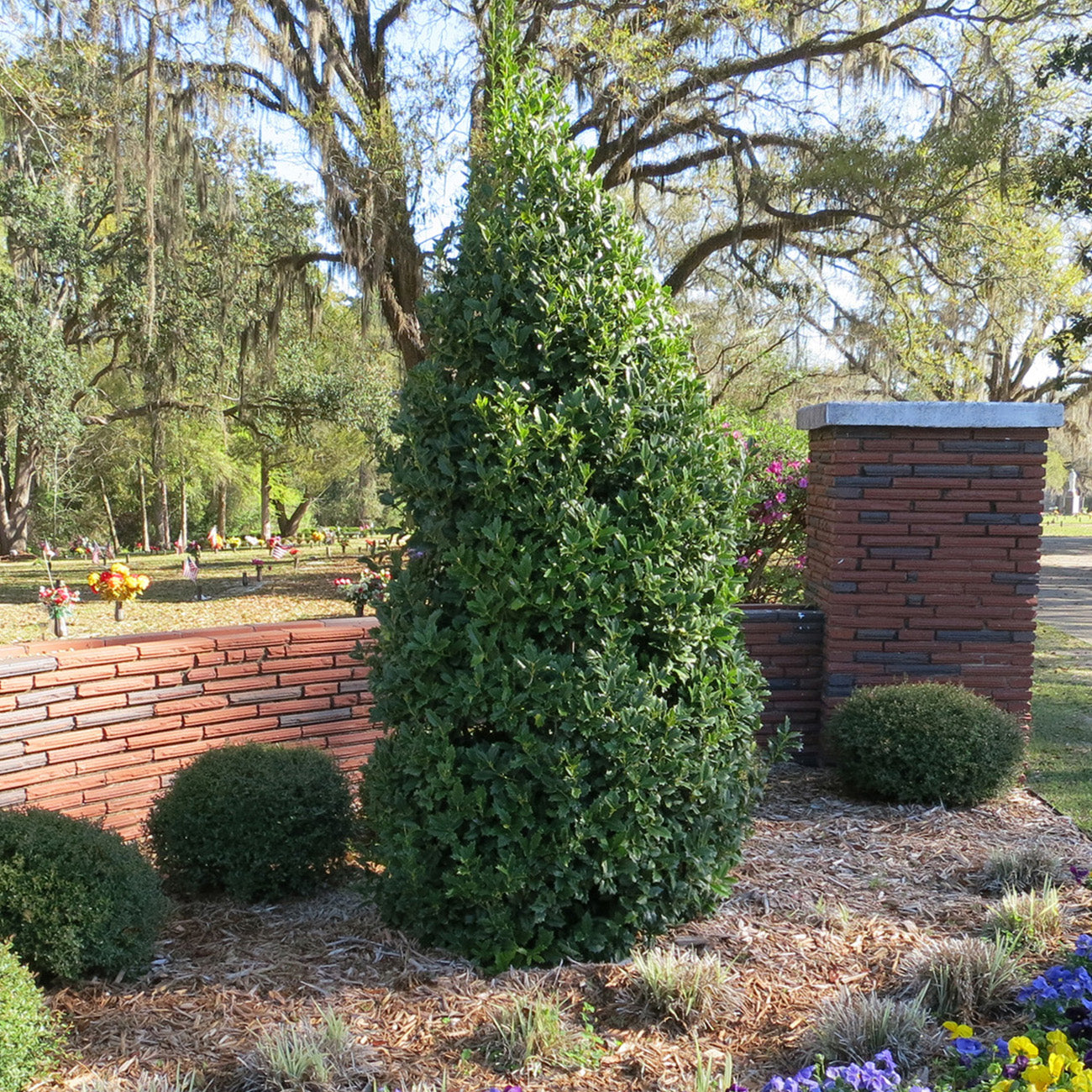 Image of Oak Leaf Holly