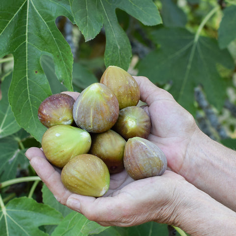 Olympian Fig Tree large green red fig fruit in hand