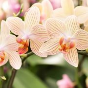 mini orchid flowers
