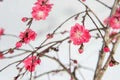 Pink Cascade Weeping peach pink double blooms on branch with white background