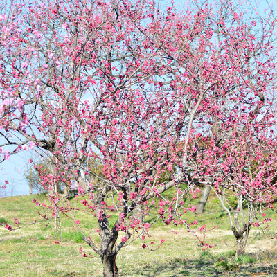 Pretty Peach Bottlebrush Tree Medium – Fia & Belle