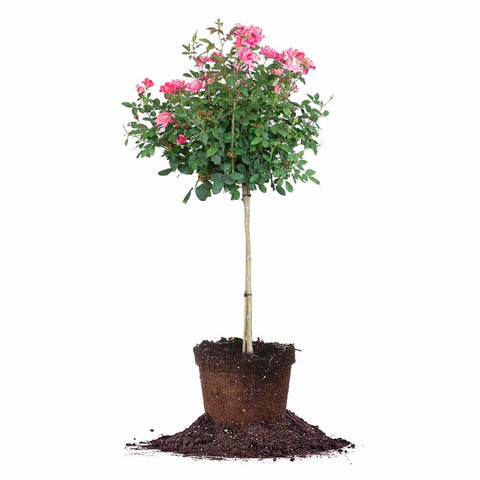 pink rose tree as a best gift for plant lover