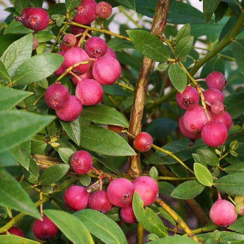 Pink Lemonade Blueberry Bush pink berries growing on green shrub