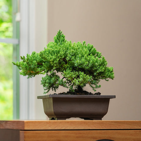 The Procumbens Nana Juniper Bonsai Tree on a shelf