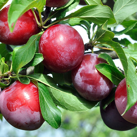 Santa Rosa plum red purple plum growing hanging on tree green leaves