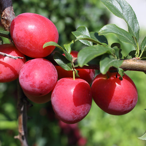 Scarlet Beauty plum tree growing red pink plum fruit