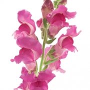 snap dragon flowers