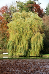 Learn How to Plant a Weeping WIllow Tree