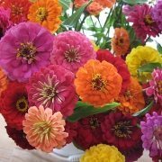 zinnia flowers