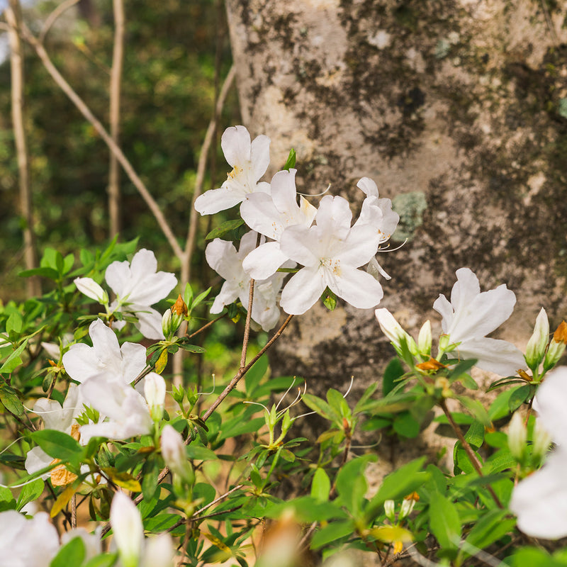 GG Gerbing Azalea for Sale | Buy Azalea Plants Online | Perfect Plants