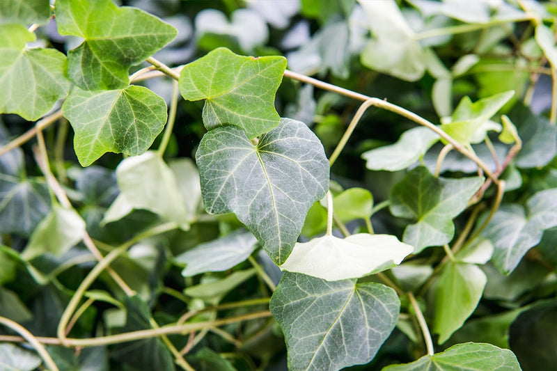 Hedera Helix English Ivy for Sale | Buy Houseplants Online | Perfect Plants