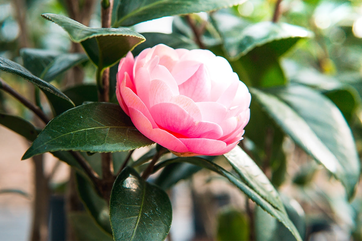 Image of Pink Perfection Camellia