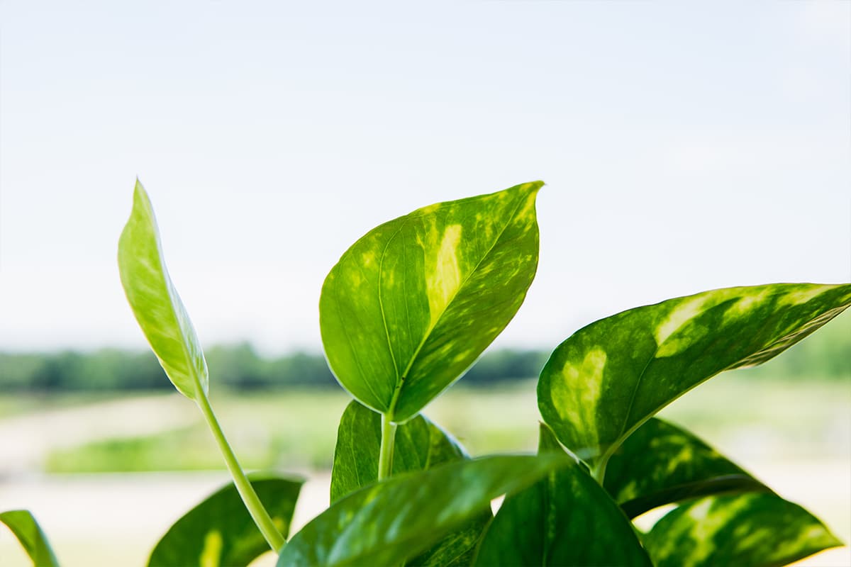 Image of Golden Pothos