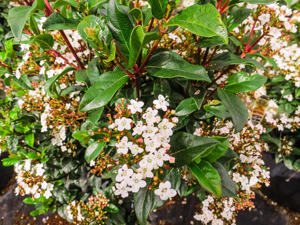 Image of Spring Bouquet Viburnum