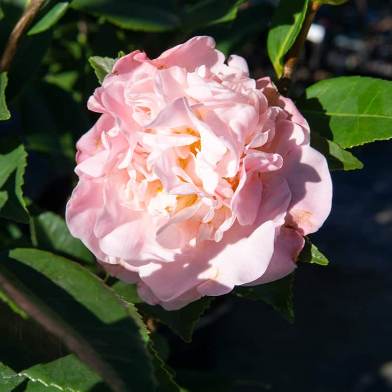 Image of Camellia High Fragrance