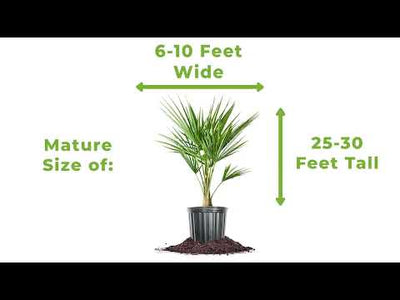 Windmill Palm Trees for Sale | Perfect Plants