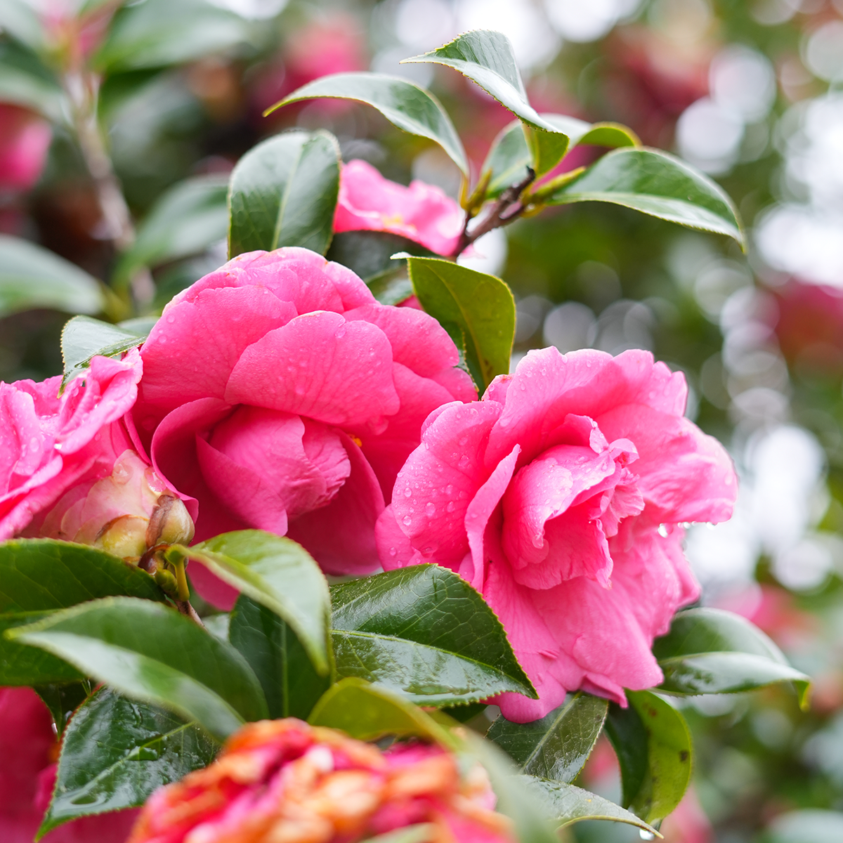 Image of Kanjiro Camellia