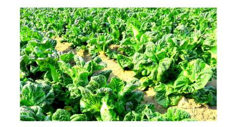 Hojas de mostaza, un producto popular del sitio de venta directa de verduras “Yasaito”