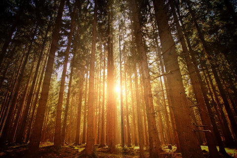 Sunset through trees