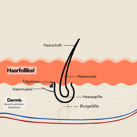 Haarfolikel dermale Pappille Haarwachstum Anagain