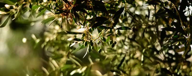 oliven-baum-oel-olive-oil-zweig-baum-natur-olivenhain-frucht-italien-olivenoel-in-die-haare