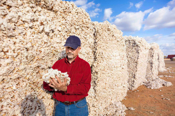 Fermier, coton, ballots, fibre coton, fibre vrac, Arizona , USA