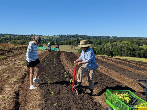 Myrtle Trading Co, a lemon myrtle supplier of Synthesis Organics, planting seedlings on its Northern Rivers farm.