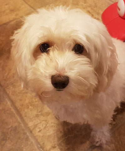 cute small white fluffy dog staring into camera