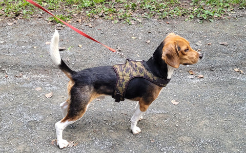 Photo of a dog (beagle) on a leash from side view, outside on a gravel trail