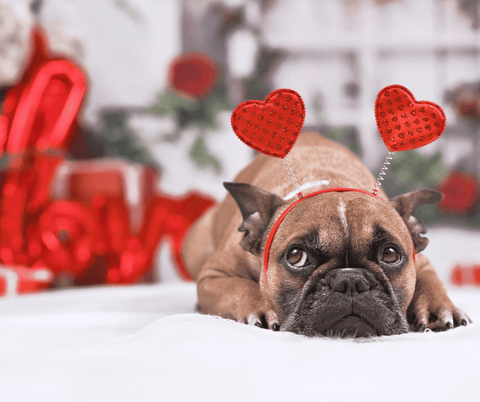 cute small dog with heat headband looking sad