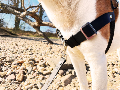 Dogs lead on the harness at the front