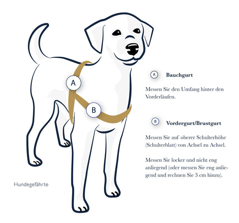 Déterminer la taille du chien