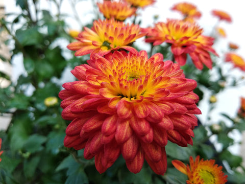 orange and yellow chrysanthemums