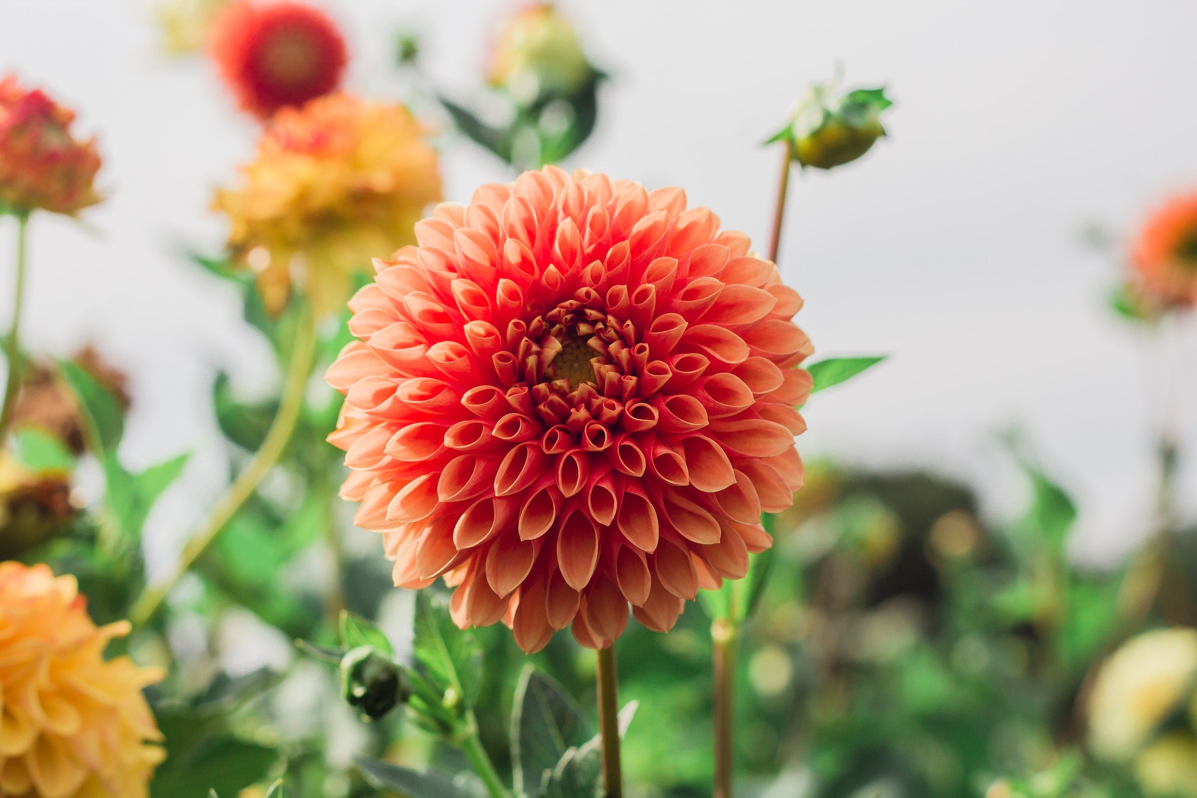 dahlias orange et jaune