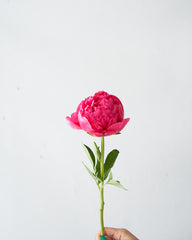 Opened peony bloom