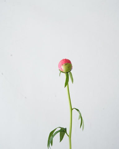 picture of golf ball size peony bud