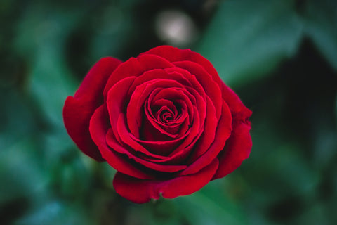 picture of red hybrid tea rose